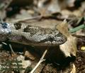 Coronella girondica DE: Girondische Schlingnatter UK: Southern Smooth Snake ES: Culebra lisa meridional IT: colubro di Riccioli CZ: u�ovka girondsk�
